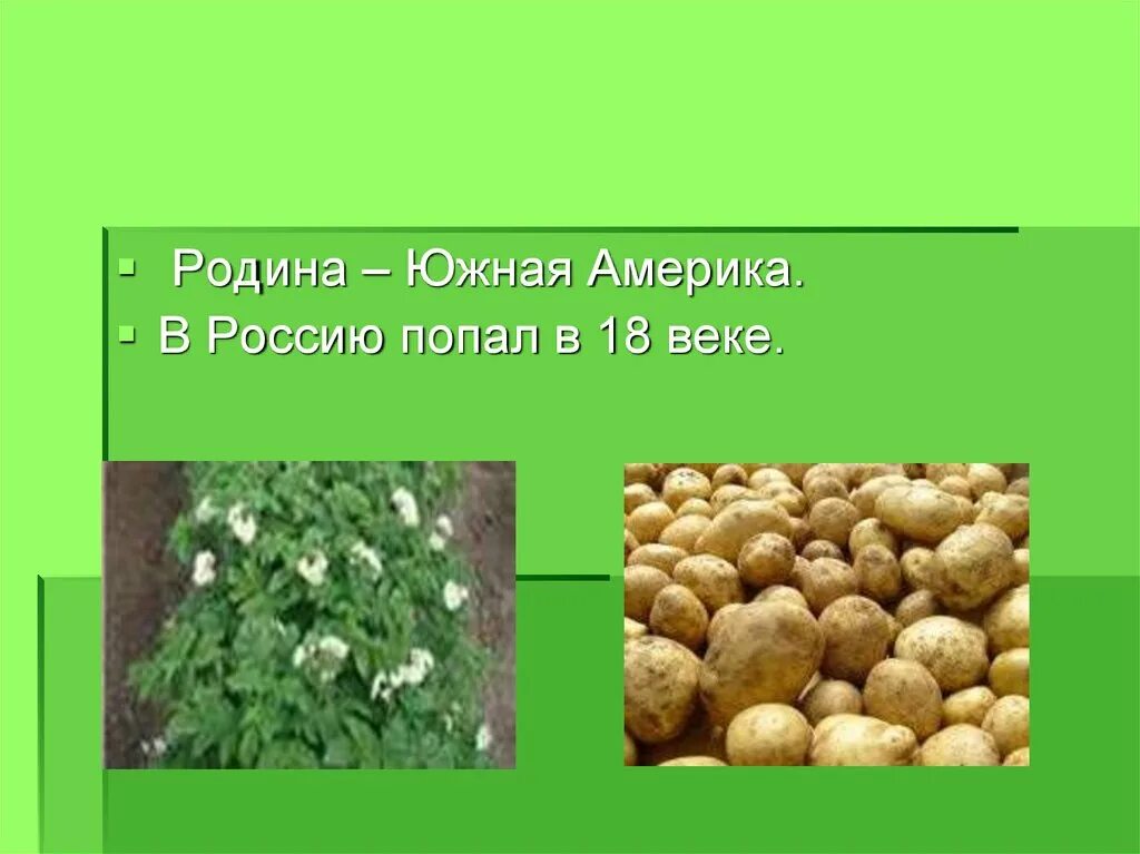 Где появилась картошка