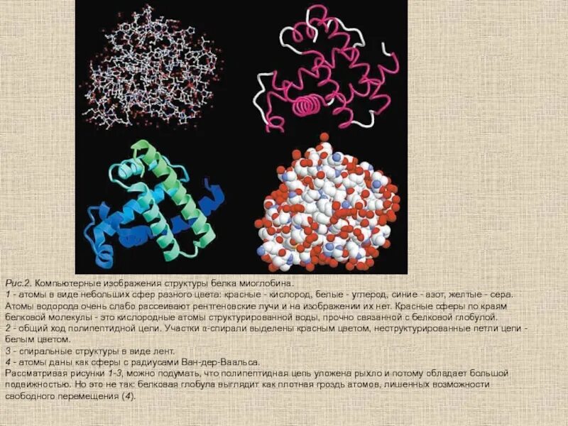Атомная структура белка. Миоглобин строение. Структура молекулы миоглобина. Компьютерное изображение структуры белка.