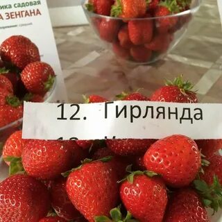 Гирлянда описание сорта