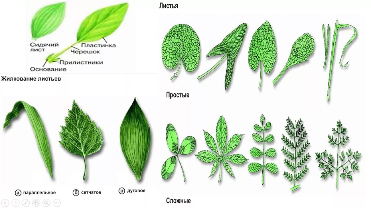 Ое лист. Жилкование листовой пластинки. Типы жилкования листа ботаника. Гербарий жилкование листьев. Вильчатое жилкование.