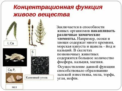 Газовая функция живого