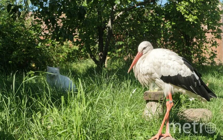 Тульские фотоистории: Молодые аисты