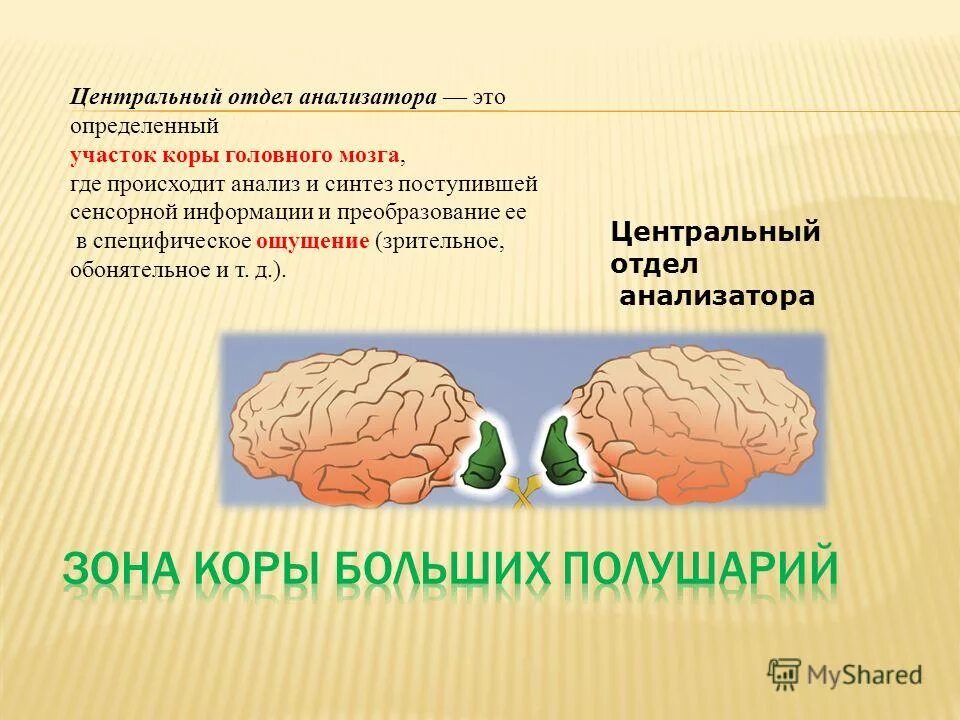 Поступившая в зрительный анализатор информация обрабатывается. Центральный отдел анализатора. анализаторы коры головного мозга. мозговой отдел анализатора. определённый участок коры больших полушарий.
