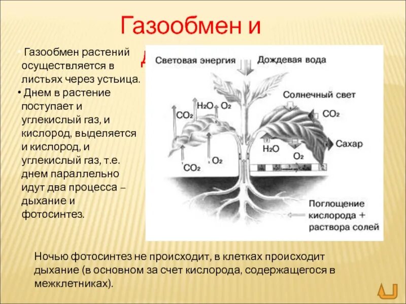 Какой процесс происходящий в растительных. Дыхание растений и газообмен у растений. схема процесса дыхания растения 6 класс. выделение кислорода в процессе газообмена. через что осуществляется газообмен у растений.