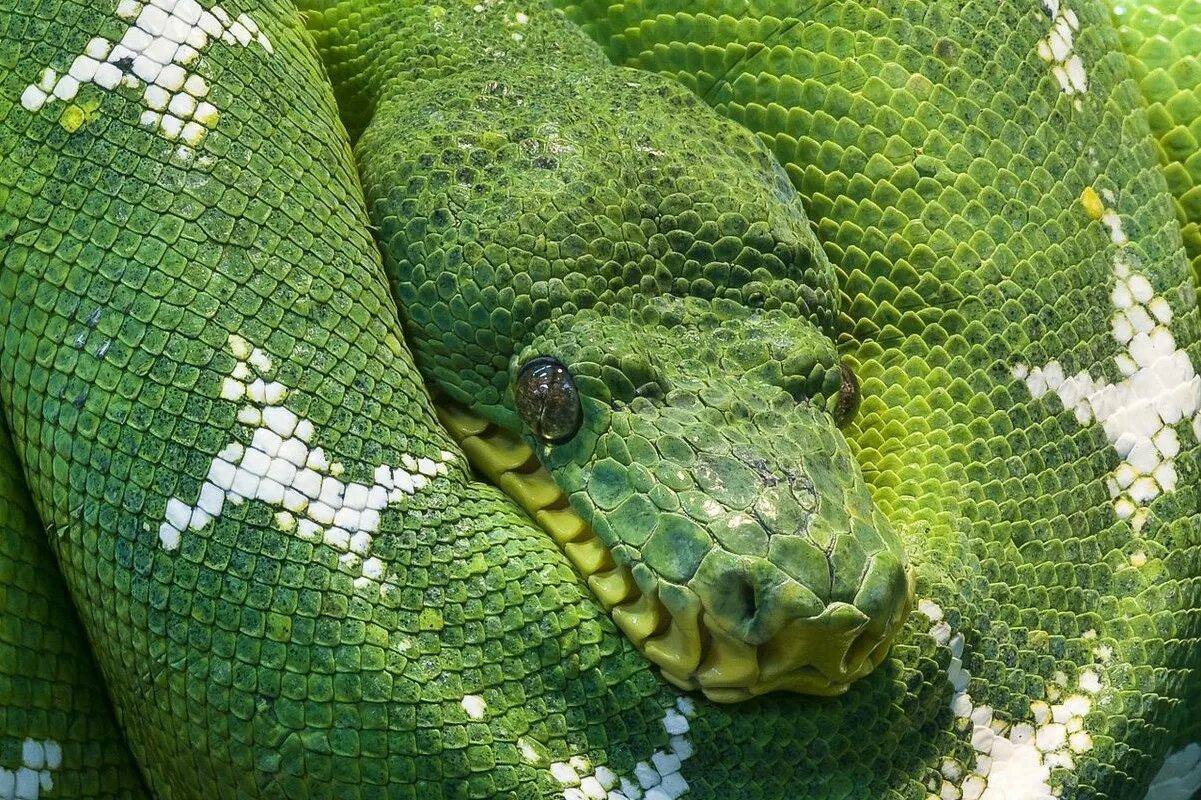 Фотографии python. Питон змея. Змея изумрудный питон. Змея питон зеленый. Питон это рептилия.