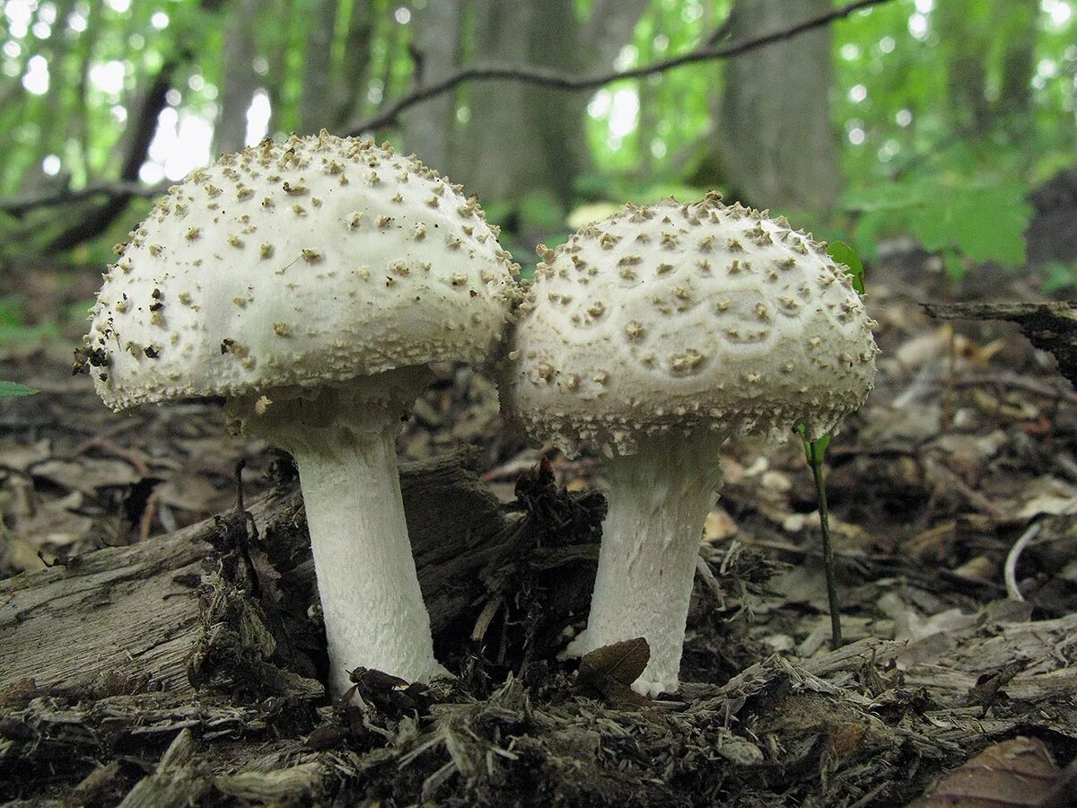 Два ядовитых гриба. Мухомор весенний (Amanita Verna). Мухомор шишковидный. Мухомор шишковидный Amanita. Мухомор белый (Amanita Verna).