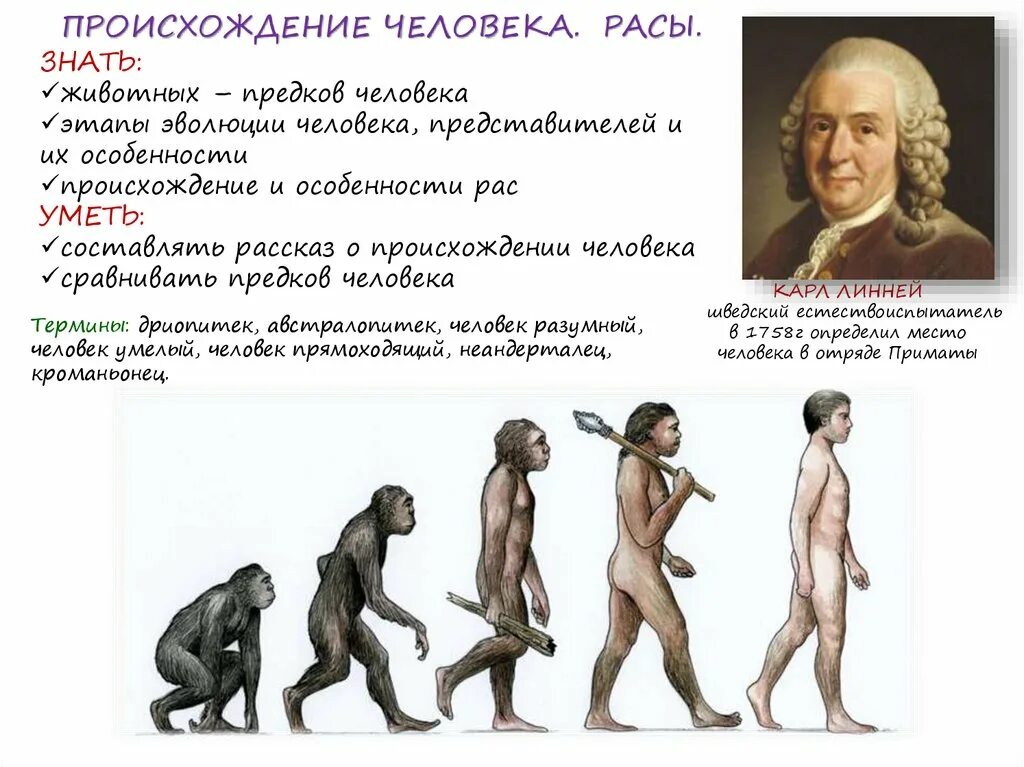 Происхождение человека. Происхождение рас человека. Расы человечества. Схема происхождения человека.