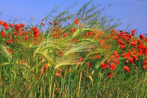 Цветы кубани
