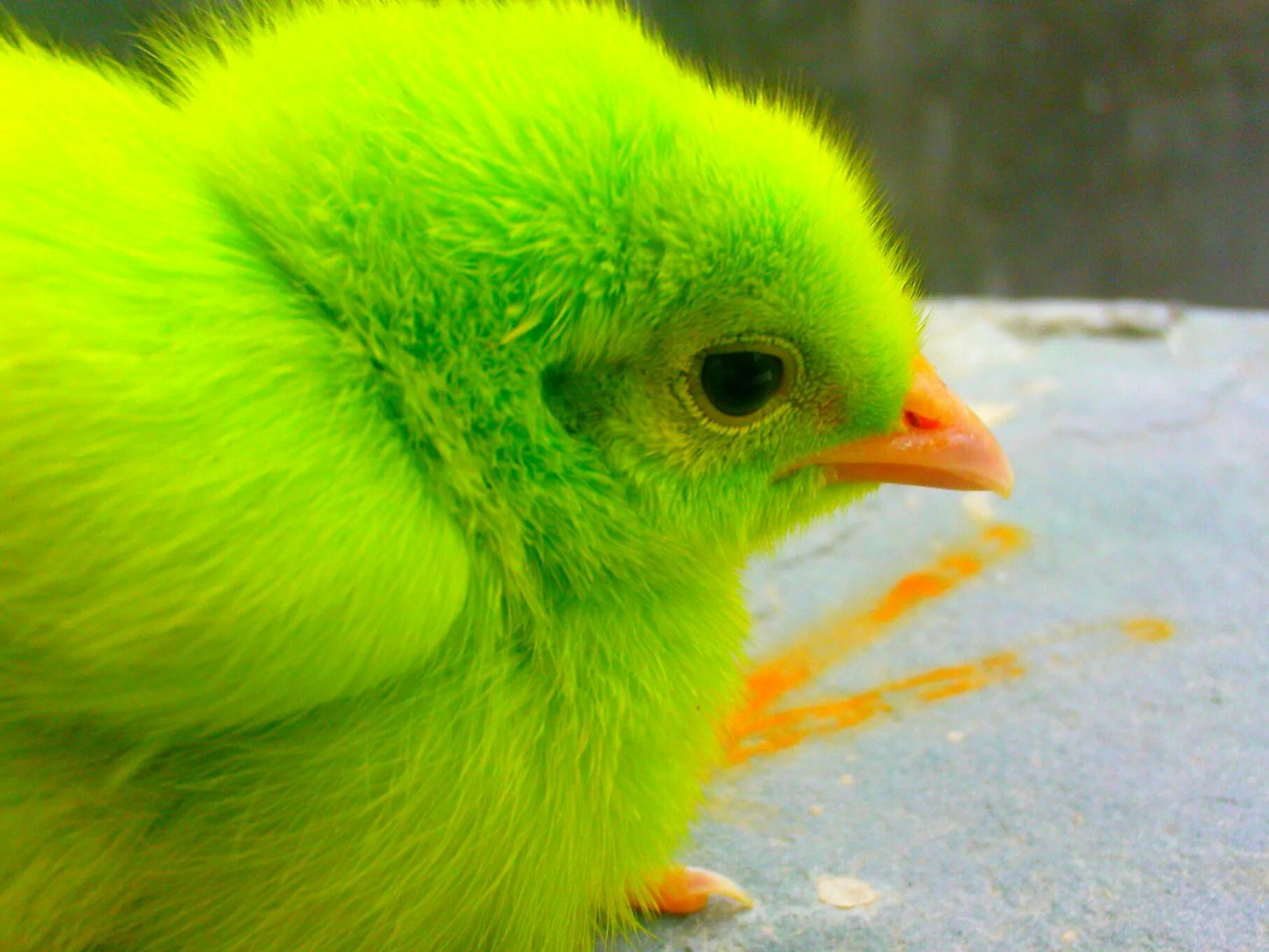 Курица желтого цвета. Разноцветные цыплята. Желтый цыпленок. Пушистый цыпленок. Зеленый цыпленок.