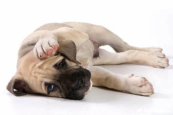 Спазмы у собаки как выглядит Justice for the French Bulldogs of Criadero D Kasta Archives French Bulldogs b