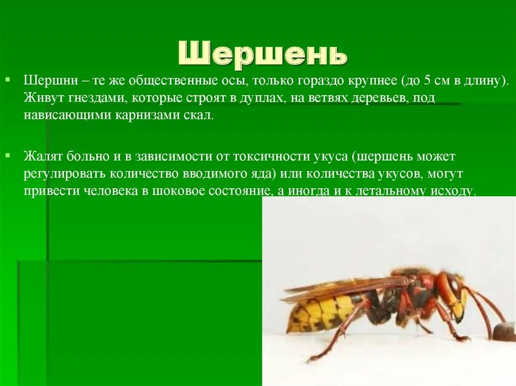 Сколько живет ос. Шершень доклад. Шершень описание для детей. Строение шершня. Картинка и описание Шершень.