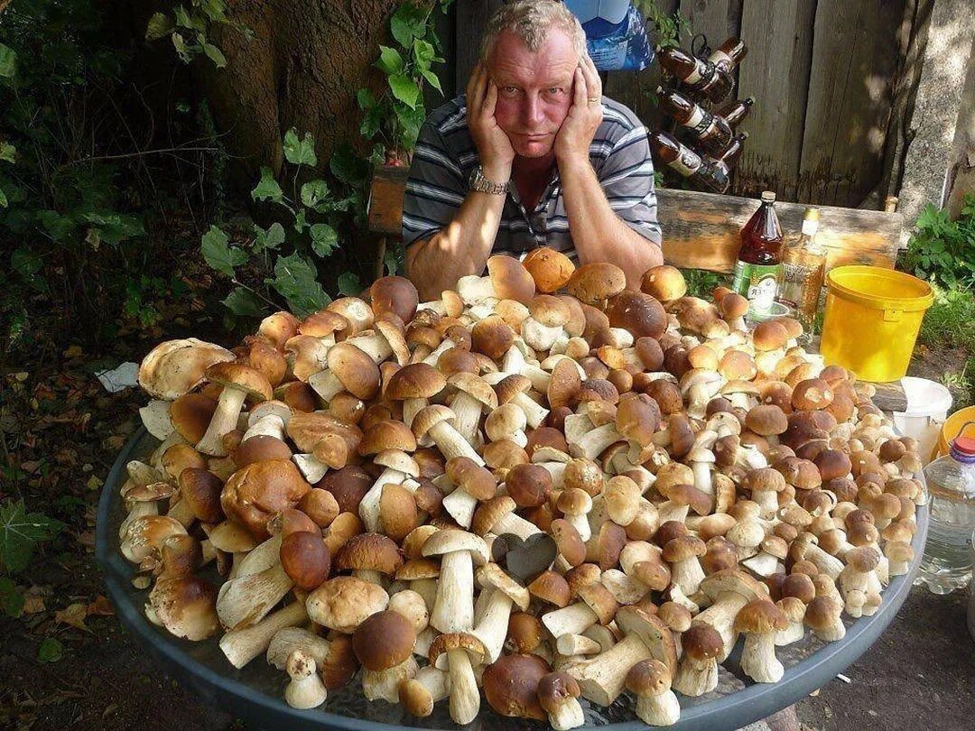Белый гриб. Много грибов. Очень много грибов. Опята крупные.