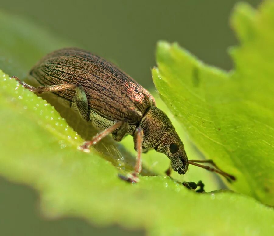 Жучок для прослушки. Жучки для прослушки g009. Жучки для прослушки в квартире. Микро gsm жучок. Жучки прослушки в светильнике.