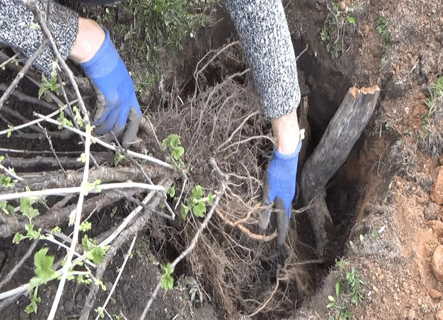 Можно ли выкапывать деревья. Смородина жимолость кусты. Пересадка кустарников осенью. Выкапывание деревьев и кустарников.