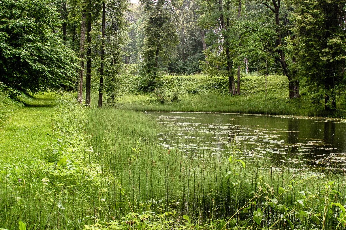 Окно болота. Маленький Лесной пруд. Лесной прудик. Водоем в лесу. Лесное озеро.