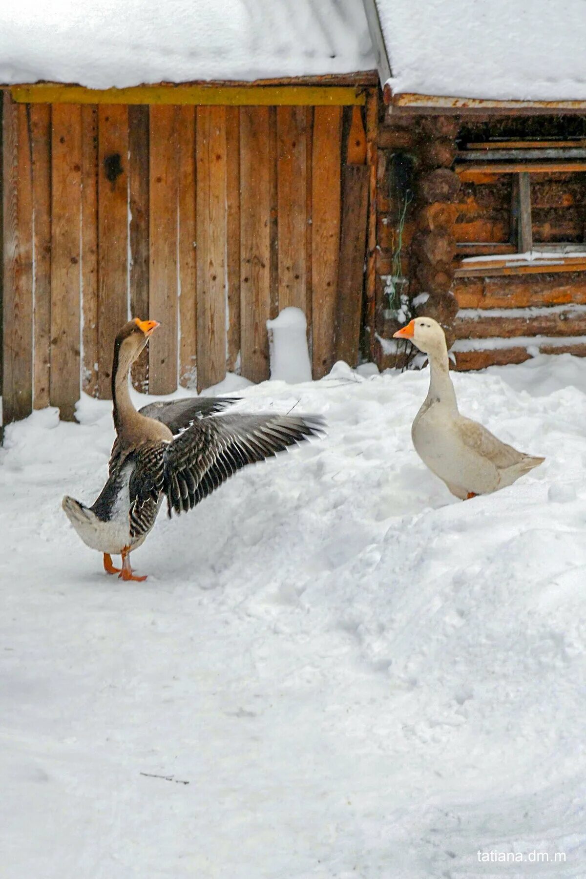 Снежный гусь. Гуси на снегу. Утки в деревне зимой. Гуси на снегу. Гусь лапчатый шадринский.