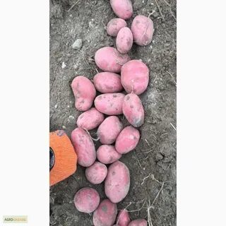 Сорт картофеля ред леди отзывы