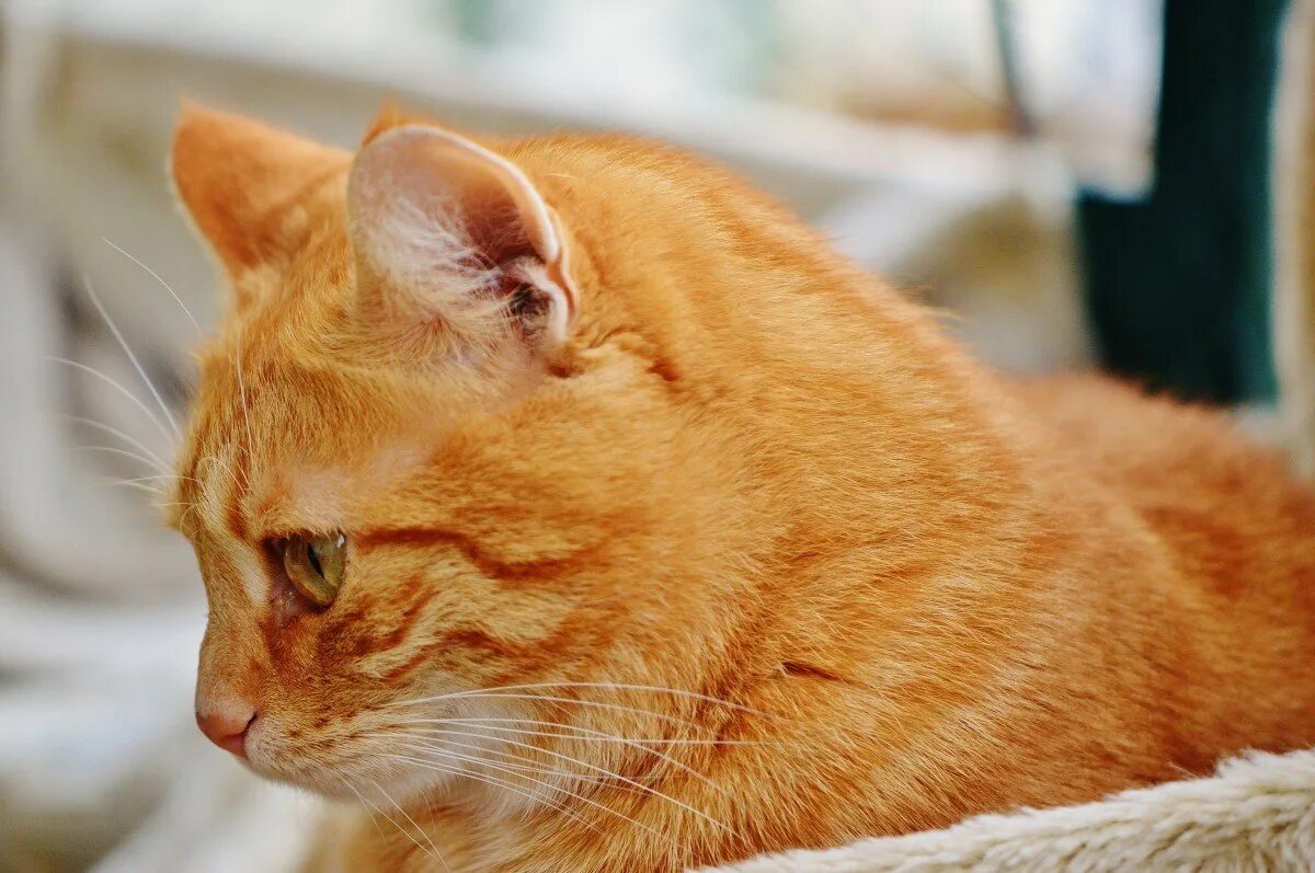 Желтого рыжего кота