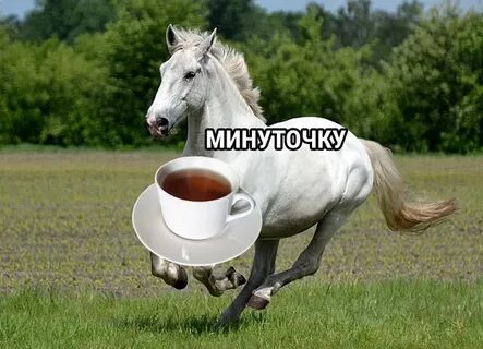 Конь чаю