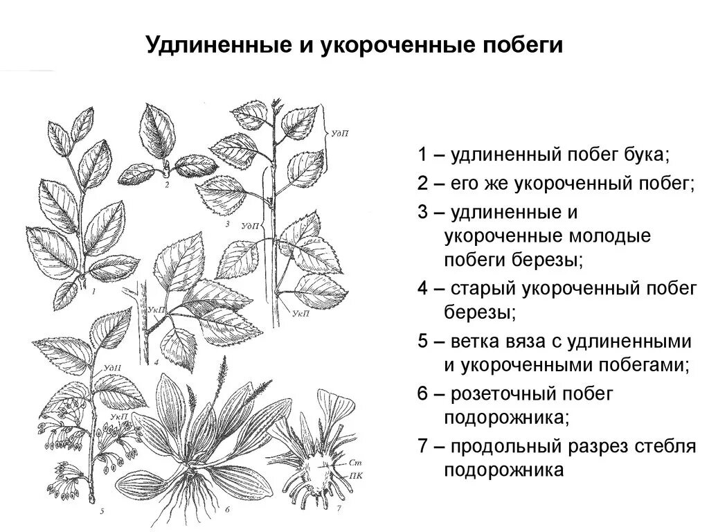 Удлиненные укороченные и розеточные побеги. Укороченно вегетативные побеги. Укороченный вегетативный побег. Удлиненный и укороченный побег яблони. Удлиненные и укороченные побеги