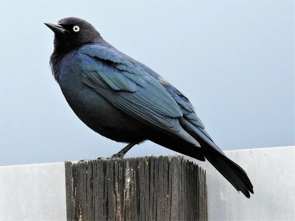 Блэк Бирд. Черная птичка с зеленым отливом. Черная птица с голубыми глазами. Птица с синими глазами.