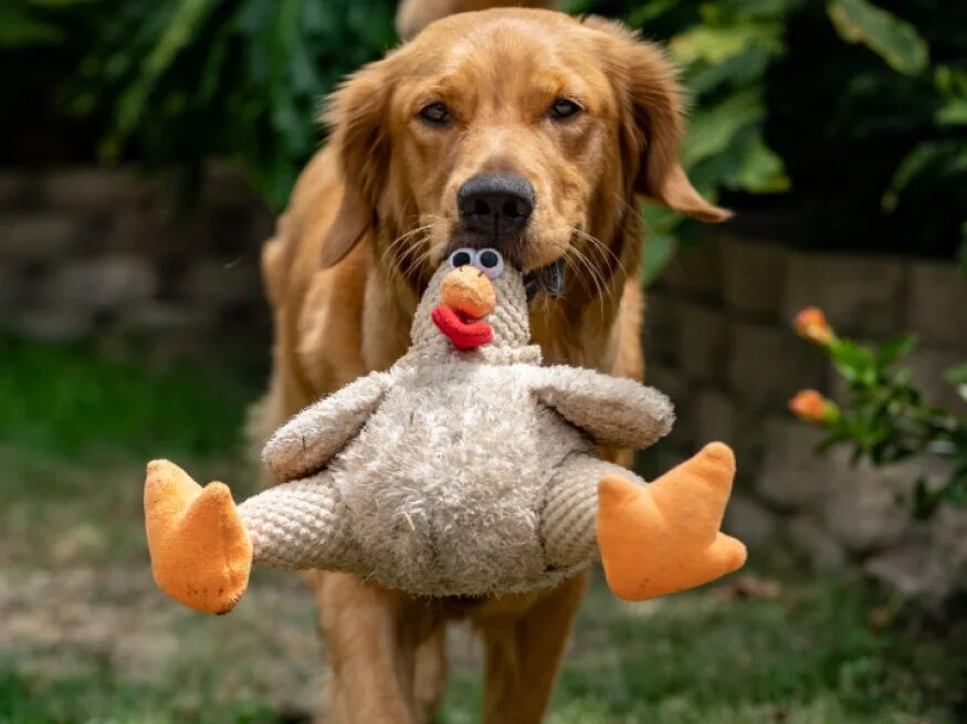 Собаки видно. Видная собака. Видная собака. Испуганная собака. Собаки видно.