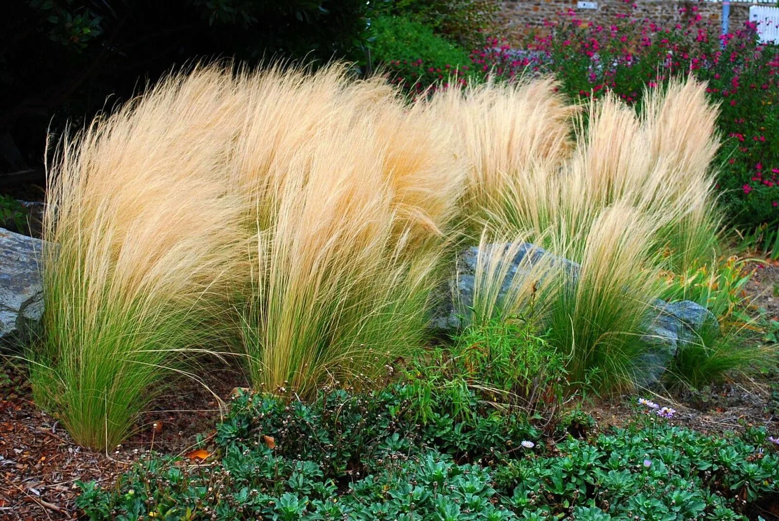 Ковыль ячмень гривастый (hordeum jubatum). Ковыль тырса. Ковыль низкий. Ковыль низкий. Ковыль низкий.