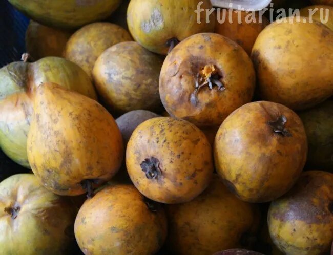 Бам балан фрукт. Бам балан фрукт. Бам балан фрукт. Бам-балан фрукт вкус. Бам балан фрукт борщ.