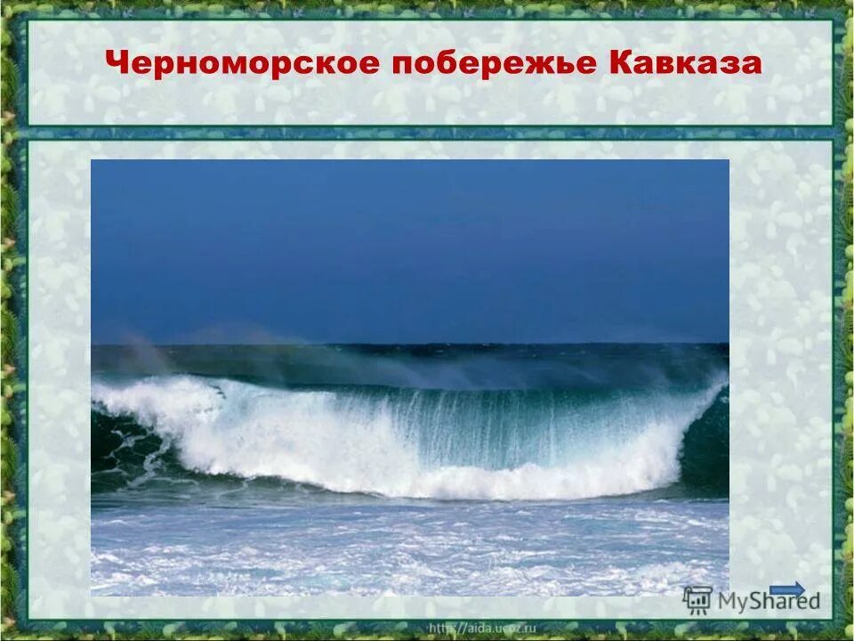 черноморское побережье кавказа какая зона. субтропики черноморского побережья кавказа. растения побережья кавказа. охрана природы черноморского побережья. географическое положение черноморского побережья кавказа.