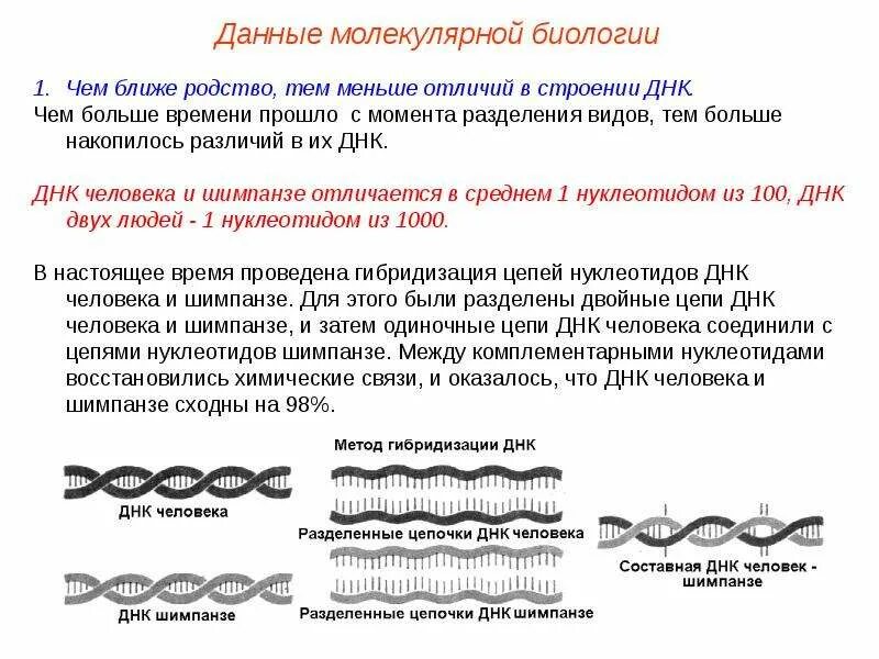 Измененная днк. Днк человека и шимпанзе. Молекулярно-генетические доказательства эволюции. Днк человека что это значит. Днк строение молекулярная биология.