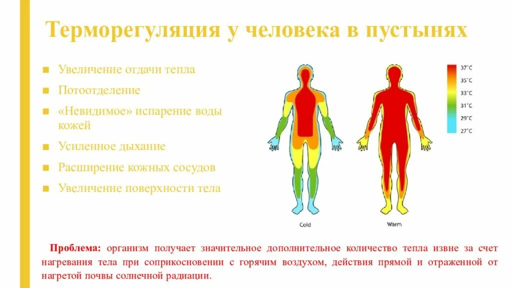 Температура тела после физических нагрузок. Терморегуляция организма человека. Органы участвующие в терморегуляции. Способы терморегуляции организма человека. Температурная адаптация человека.