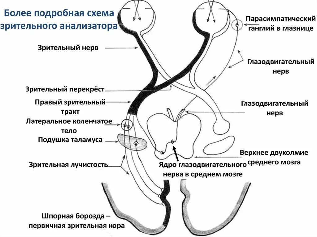 Проводниковый отдел зрительного анализатора схема. Зрительный анализатор анатомия схема. Строение зрительного анализатора физиология. Схематично изобразите структуру зрительного анализатора..