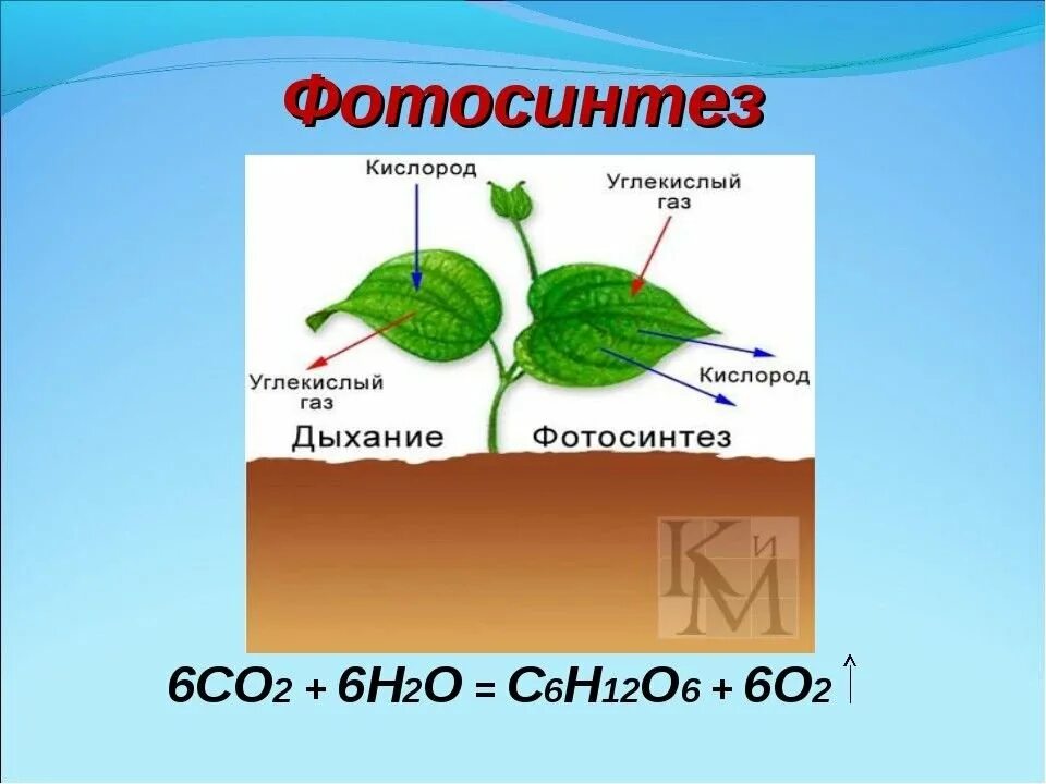 Схема фотосинтеза у растений. Процесс фотосинтеза у растений схема. Фотосинтез рисунок. Фотосинтез кислород. Углекислый газ и кислород сходства и различия
