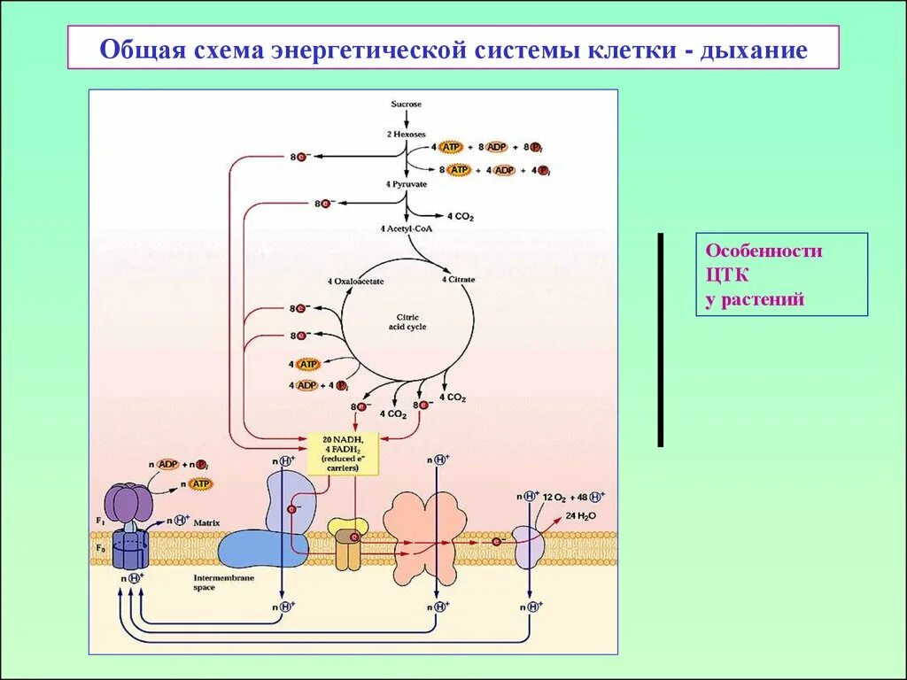 Изменения дыхания клеток. Общая схема клеточного дыхания. Схема механизм процесса клеточного дыхания. Общаясхема клточнго дыхвния. Общая схема энергетическ.