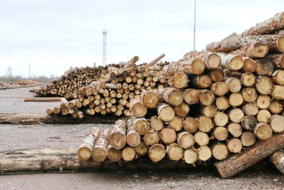 Лесная делянка. Оборот лесных участков. Леснаяпромывшленность. Оборот лесных участков. Лесное хозяйство.