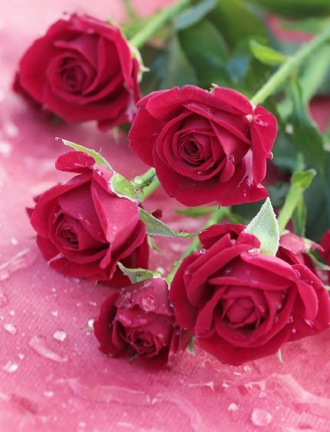 Роза шикарная. Красивые розы. Шикарные цветы. Красивый букет роз. Шикарные цветы.