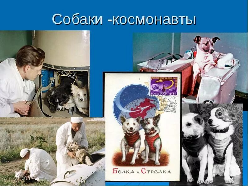 Несколько профессий собак. Собаки космонавты. профессии собак. собаки разных профессий. профессии собак для детей.