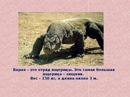 Хищник 5 букв