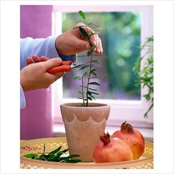 Прорастить гранат. Прорастить гранат. Гранат карликовый росток. Гранат карфаген из косточки. Гранат карликовый карфаген.