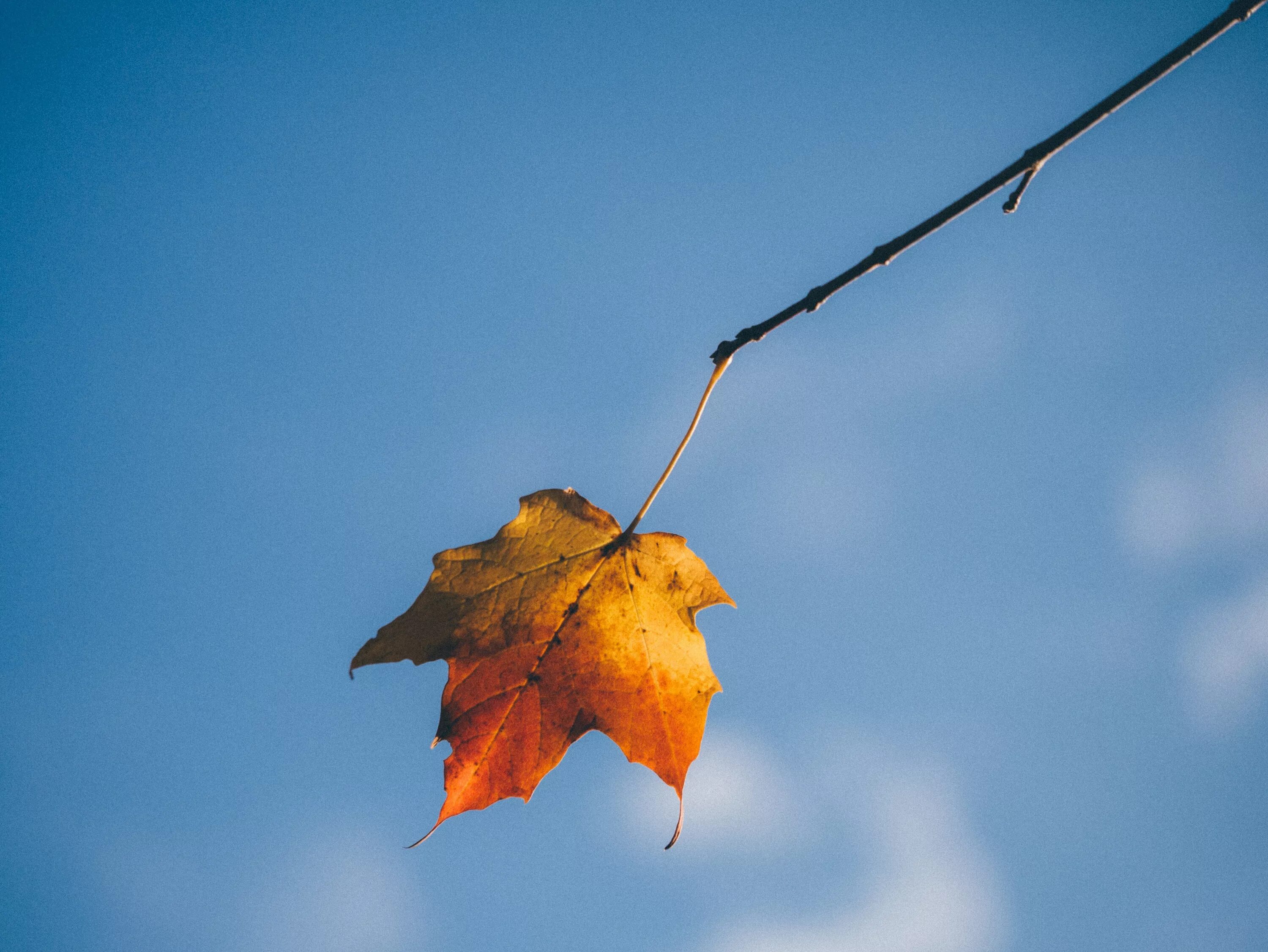 Падающие листья. Одинокий осенний листок. Осенние листочки. Лист на ветру. Летящие по ветру листья