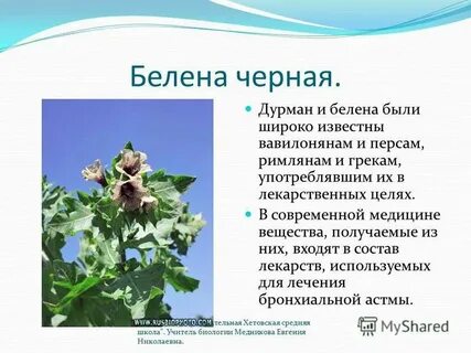 Дурман семейство