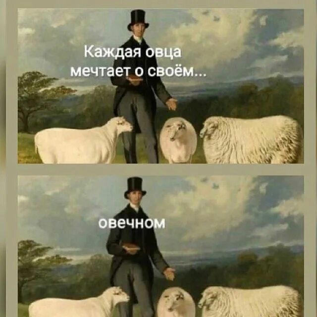 Каждая овца мечтает о своём овечеом. Каждая овца мечтает о своем о вечном. Овечка думает. Овца мечтает. Овца думает о своём овечном.