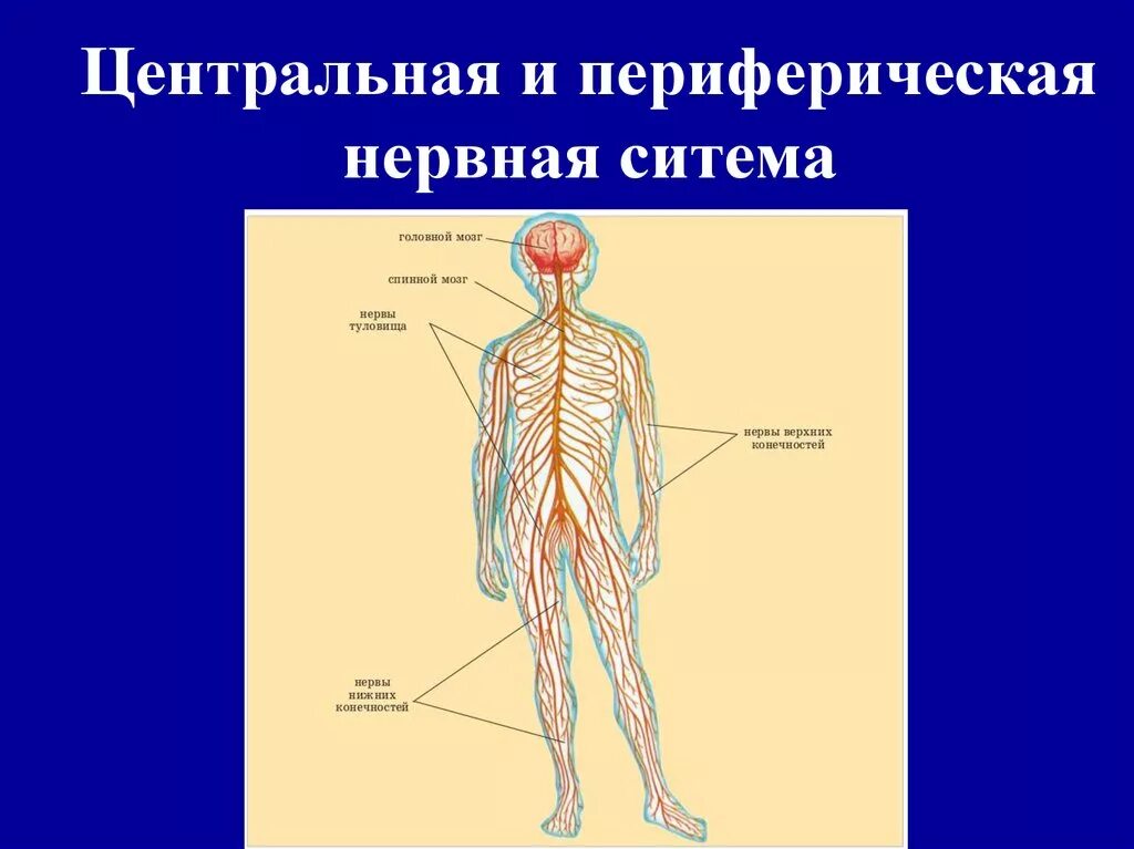 Общий план строения нервной системы. Центральная и периферическая нервная система. Общий план строения периферической нервной системы. Схема нервной системы человека Центральная и периферическая. Название органа периферической нервной системы человека