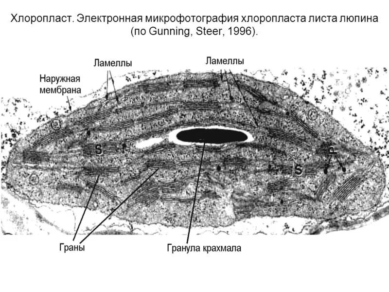 Строение хлоропласта под микроскопом Строма в хлоропластах какую роль выполняет
