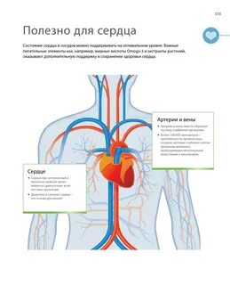Артерии продукт