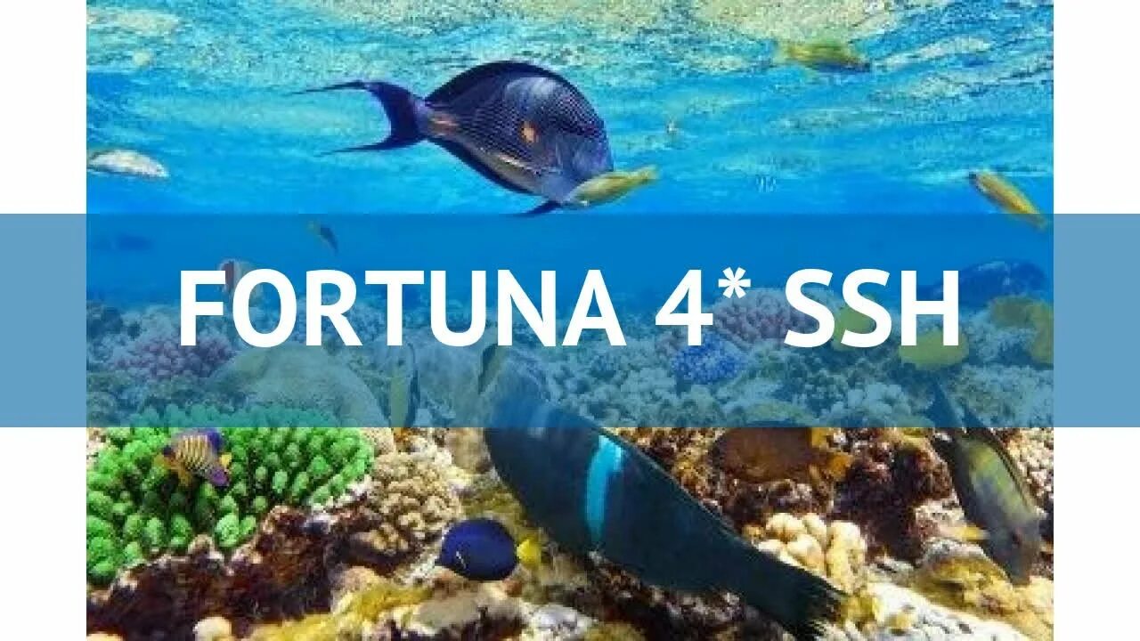 Фортуна 4 египет. Fortuna 4 ssh 4 египет шарм-эль-шейх. Отель нория резорт шарм-эль-шейх. Санрайз шарм-эль-шейх. Fortuna 4* ssh египет, шарм-эль-шейх    .