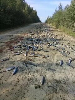 Рыба дороги