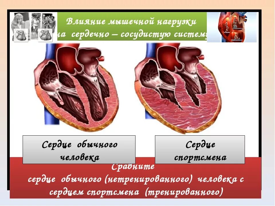 Сердцем отличай. Влияние гимнастика на сердечно сосудистую систему. Сердце спортсмена и обычного человека. Влияние физкультуры на сердечно-сосудистую систему. Влияние физических нагрузок на сердечно-сосудистую систему.