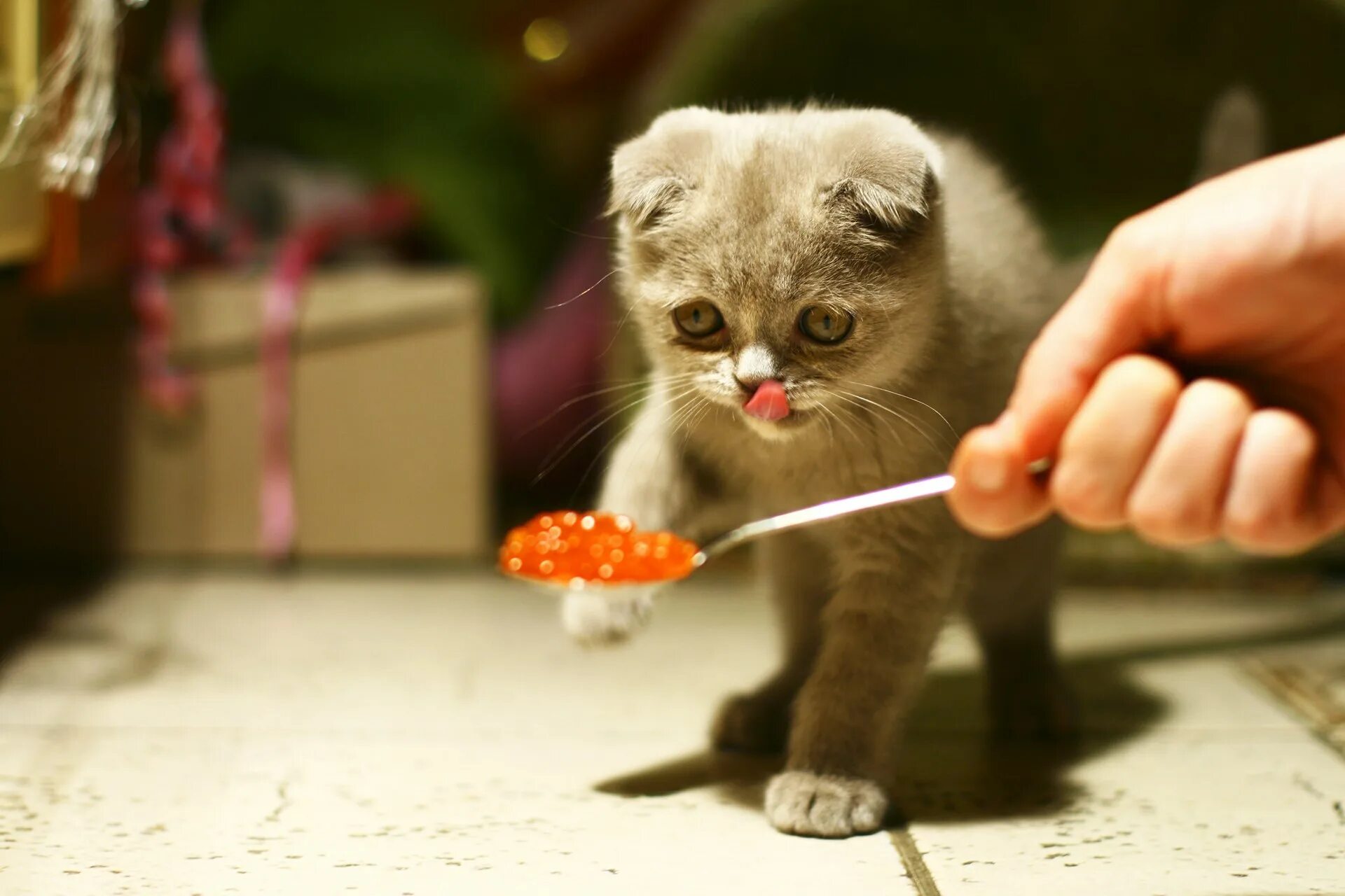 Чем кормить вислоухих кошек. Шотландская вислоухая кошка. Котенок кушает. Еда для котят. Кошка ест.