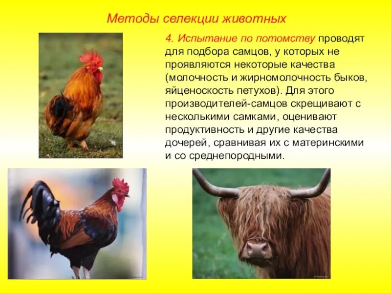 Описания методов селекции животных. Методы селекции животных. метод селекции животных. испытание по потомству селекция животных. селекция в животноводстве.